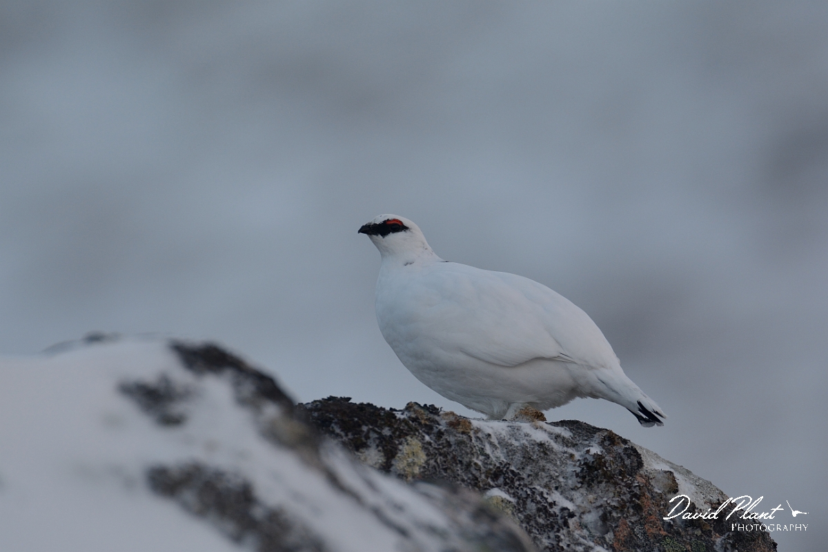 David Plant Photography - Wildlife Photography - Ptarmigan - E.jpg - Ptarmigan male - Cairngorms