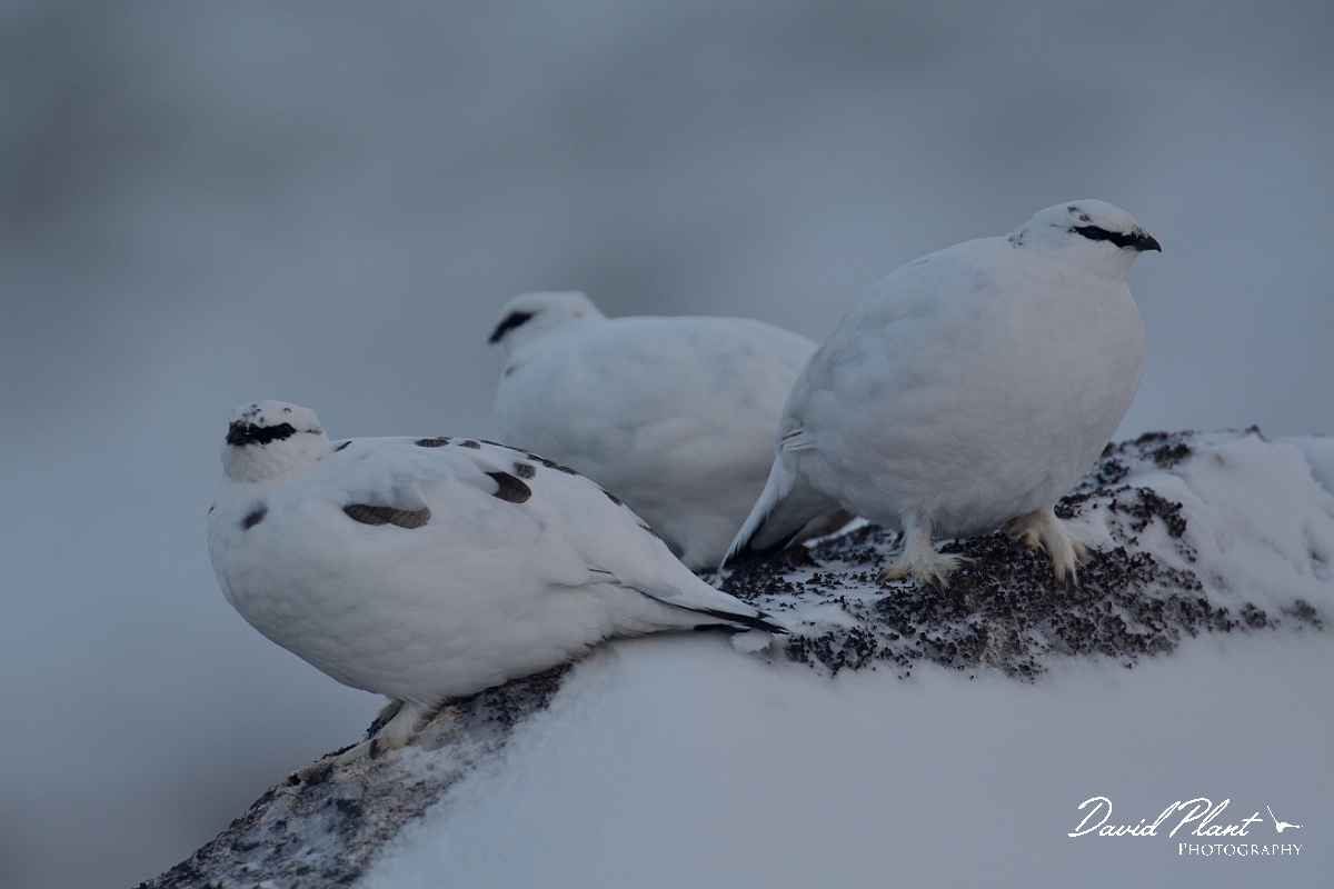 David Plant Photography - Wildlife Photography - Ptarmigan - F.jpg - Ptarmigan trio - Cairngorms