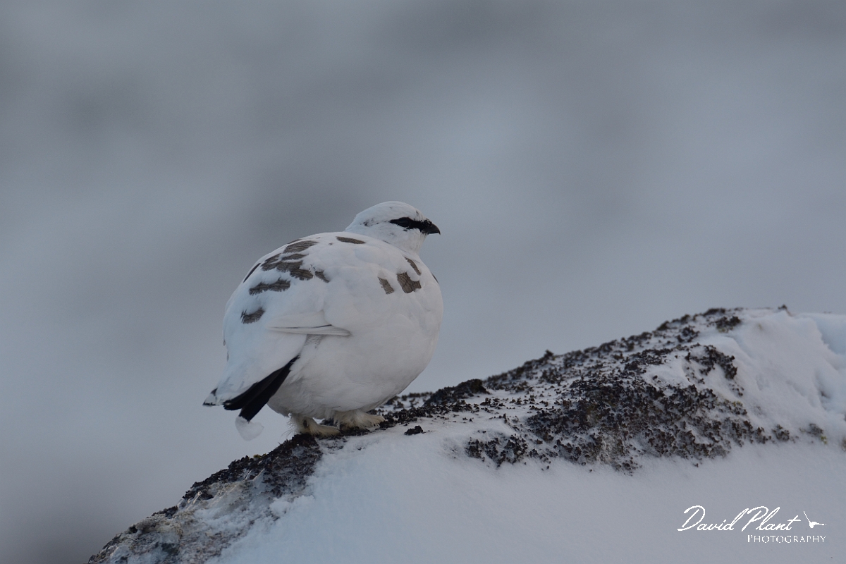 David Plant Photography - Wildlife Photography - Ptarmigan - G.jpg - Ptarmigan male almost white on rock - Cairngorms