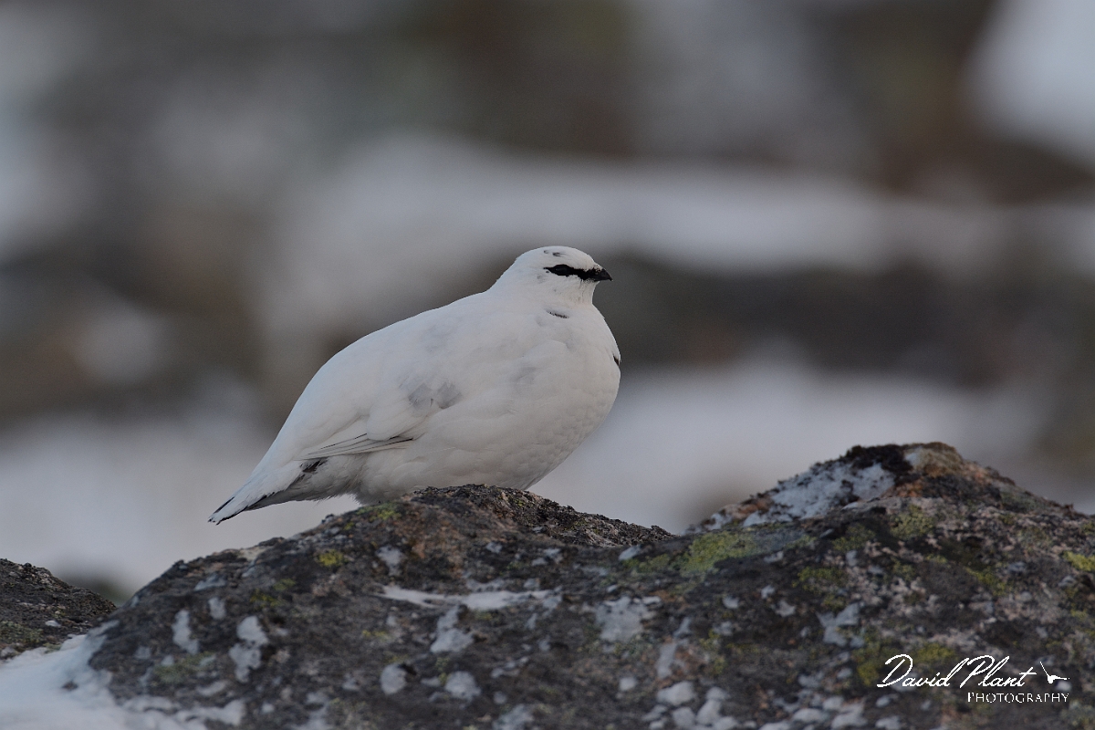 David Plant Photography - Wildlife Photography - Ptarmigan - J.jpg - Ptarmigan male - Cairngorms
