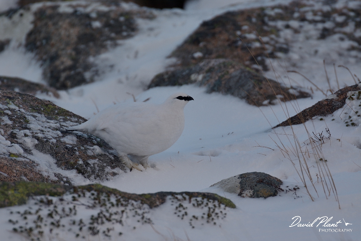 David Plant Photography - Wildlife Photography - Ptarmigan - K.jpg - Ptarmigan male in the snow - Cairngorms