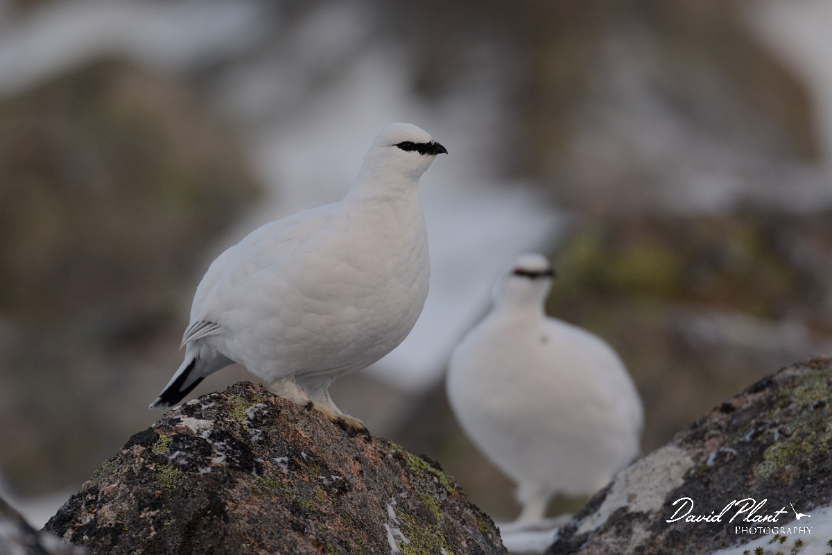 David Plant Photography - Wildlife Photography - Ptarmigan - L.jpg - Ptarmigan duo - Cairngorms