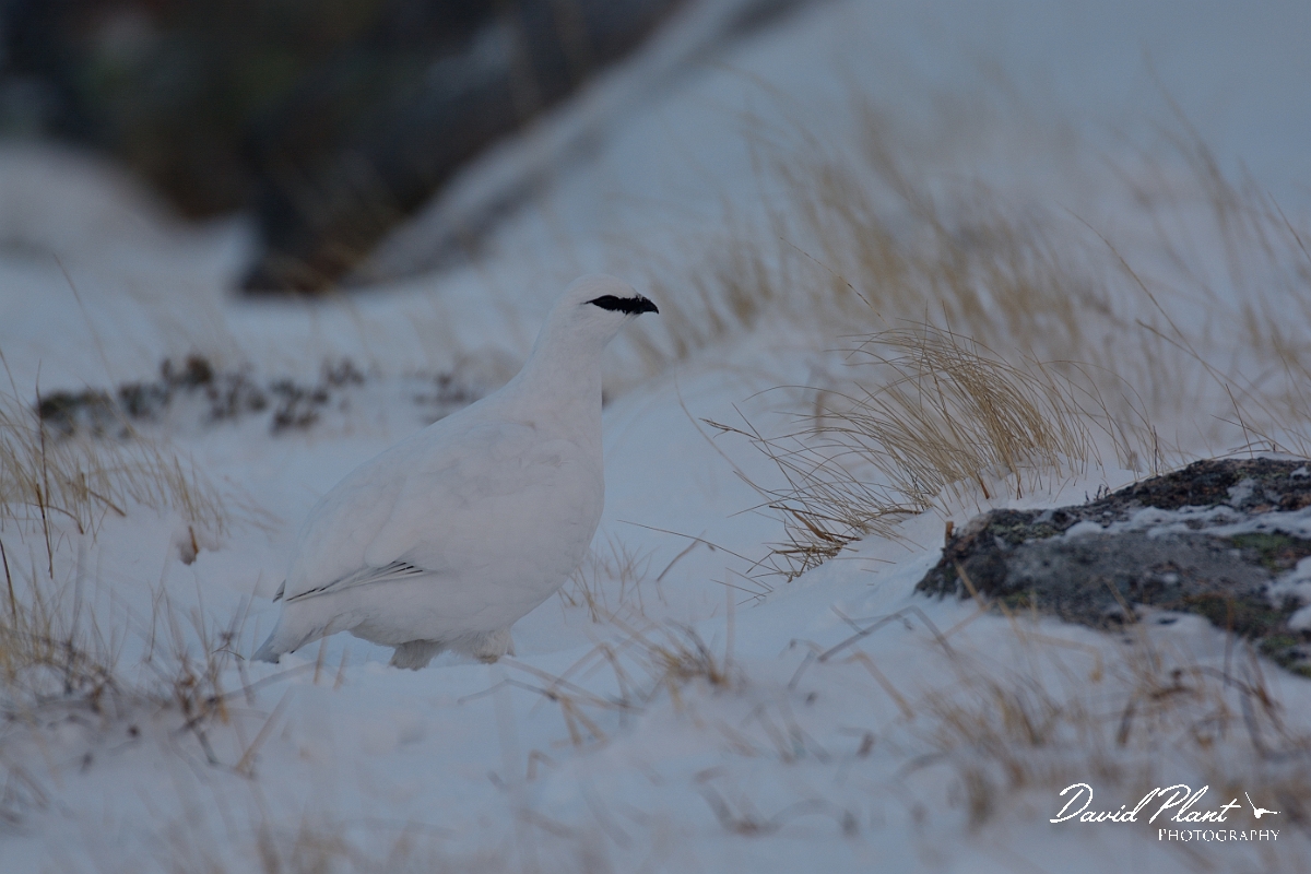 David Plant Photography - Wildlife Photography - Ptarmigan - N.jpg - Ptarmigan in snow - Cairngorms