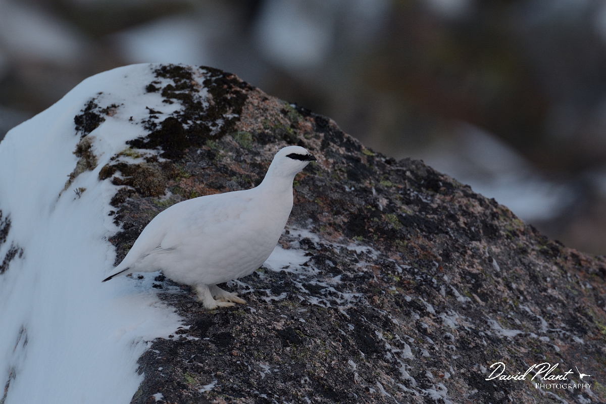 David Plant Photography - Wildlife Photography - Ptarmigan - O.jpg - Ptarmigan male on side of rock - Cairngorms