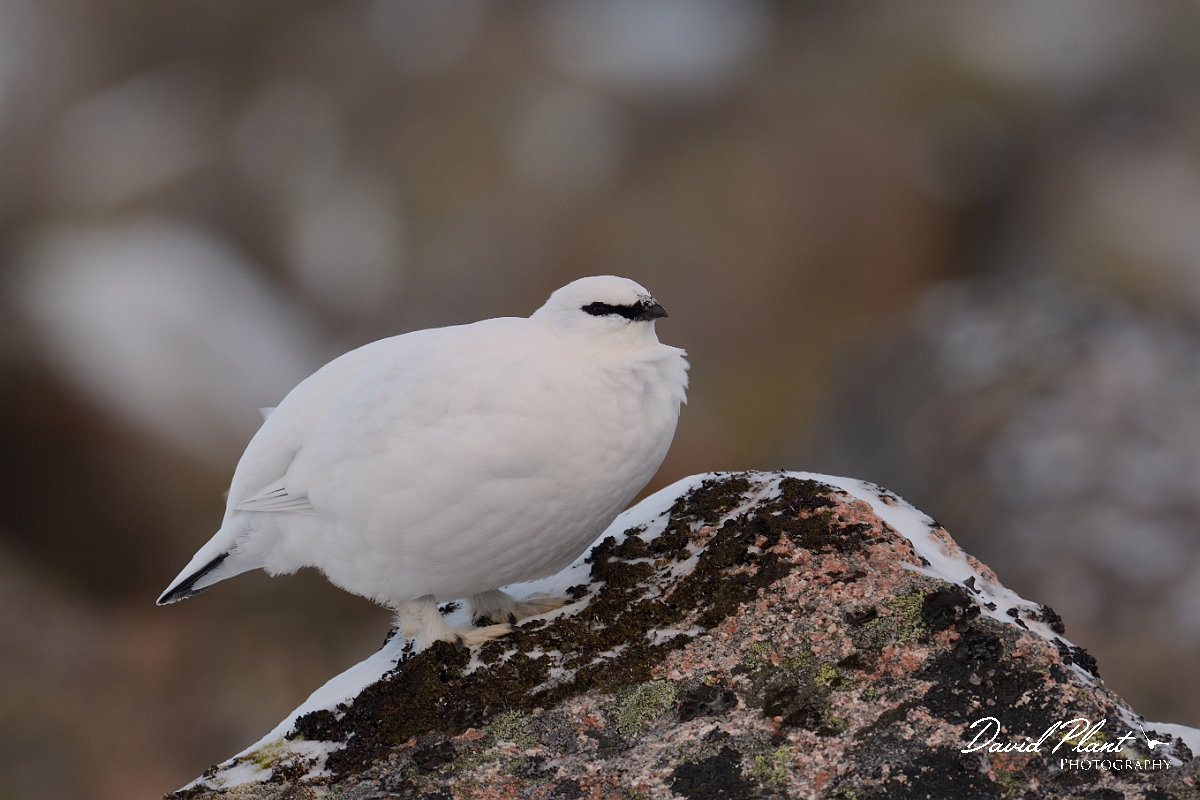 David Plant Photography - Wildlife Photography - Ptarmigan - Q.jpg - Ptarmigan male on top of rock - Cairngorms