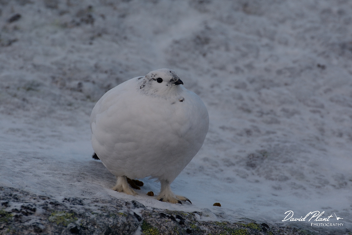 David Plant Photography - Wildlife Photography - Ptarmigan - S.jpg - Ptarmigan female - Cairngorms