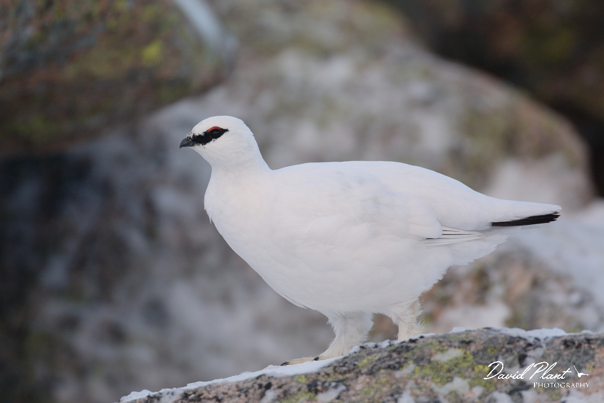David Plant Photography - Wildlife Photography - Ptarmigan - U.jpg - Ptarmigan male - Cairngorms