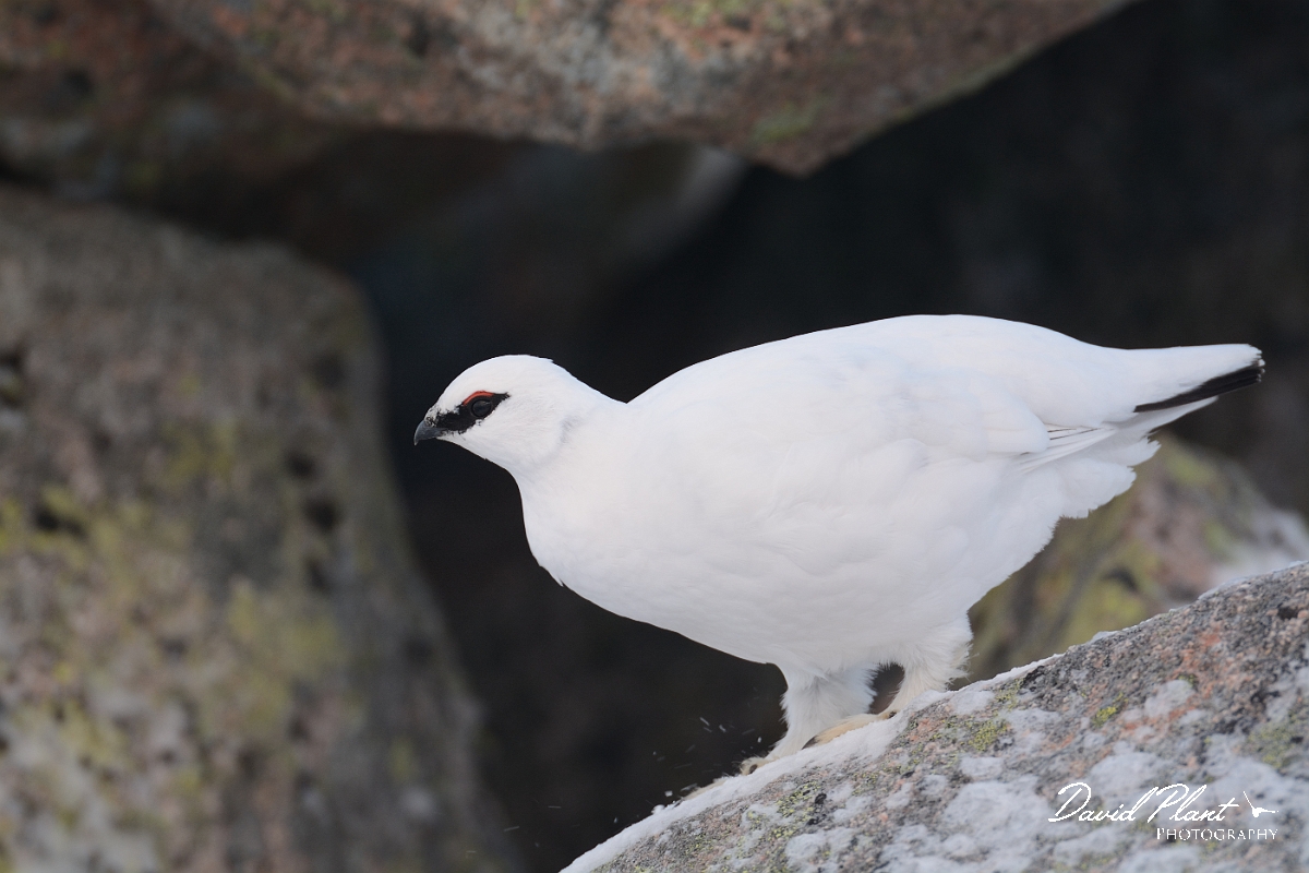 David Plant Photography - Wildlife Photography - Ptarmigan - V.jpg - Ptarmigan male - Cairngorms