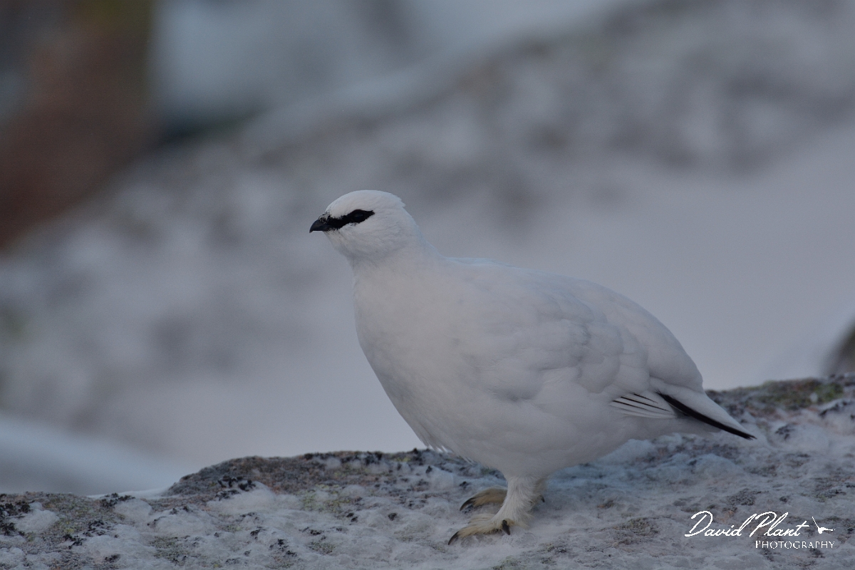 David Plant Photography - Wildlife Photography - Ptarmigan - W.jpg - Ptarmigan male - Cairngorms