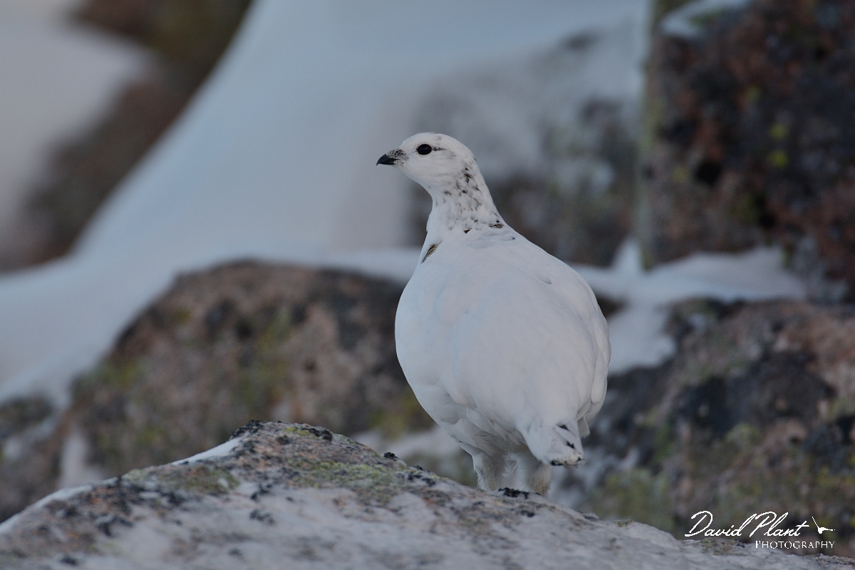 David Plant Photography - Wildlife Photography - Ptarmigan - X.jpg - Ptarmigan female - Cairngorms