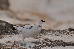 David Plant Photography - Wildlife Photography - Ptarmigan - A