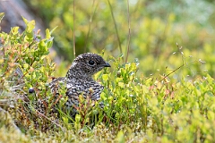 David Plant Photography - Wildlife Photography - Ptarmigan - AA