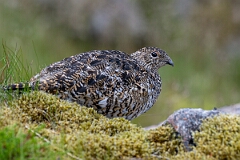 David Plant Photography - Wildlife Photography - Ptarmigan - AB