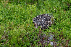 David Plant Photography - Wildlife Photography - Ptarmigan - AC