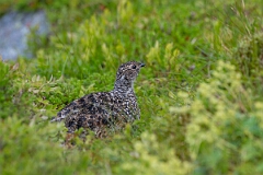 David Plant Photography - Wildlife Photography - Ptarmigan - AE