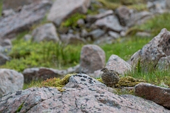 David Plant Photography - Wildlife Photography - Ptarmigan - AF