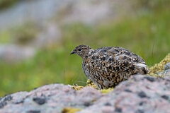 David Plant Photography - Wildlife Photography - Ptarmigan - AG