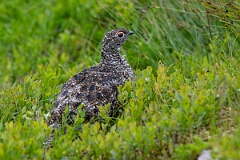 David Plant Photography - Wildlife Photography - Ptarmigan - AH