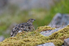 David Plant Photography - Wildlife Photography - Ptarmigan - AI