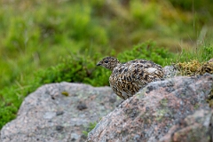 David Plant Photography - Wildlife Photography - Ptarmigan - AJ