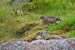 David Plant Photography - Wildlife Photography - Ptarmigan - AK