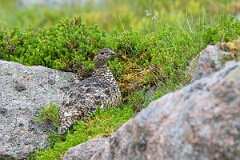 David Plant Photography - Wildlife Photography - Ptarmigan - AM