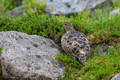 David Plant Photography - Wildlife Photography - Ptarmigan - AN