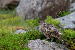 David Plant Photography - Wildlife Photography - Ptarmigan - AO
