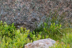 David Plant Photography - Wildlife Photography - Ptarmigan - AP