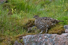 David Plant Photography - Wildlife Photography - Ptarmigan - AR
