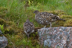 David Plant Photography - Wildlife Photography - Ptarmigan - AS