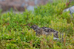 David Plant Photography - Wildlife Photography - Ptarmigan - AU