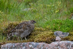 David Plant Photography - Wildlife Photography - Ptarmigan - AW