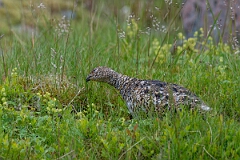 David Plant Photography - Wildlife Photography - Ptarmigan - AX