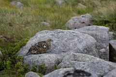 David Plant Photography - Wildlife Photography - Ptarmigan - AY