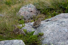 David Plant Photography - Wildlife Photography - Ptarmigan - AZ