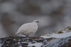 David Plant Photography - Wildlife Photography - Ptarmigan - B