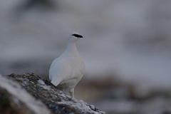 David Plant Photography - Wildlife Photography - Ptarmigan - C