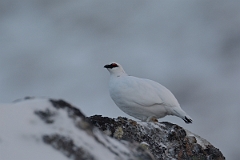 David Plant Photography - Wildlife Photography - Ptarmigan - E