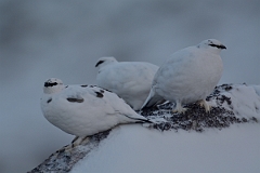 David Plant Photography - Wildlife Photography - Ptarmigan - F