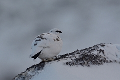 David Plant Photography - Wildlife Photography - Ptarmigan - G