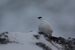 David Plant Photography - Wildlife Photography - Ptarmigan - H
