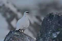 David Plant Photography - Wildlife Photography - Ptarmigan - I