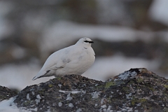 David Plant Photography - Wildlife Photography - Ptarmigan - J