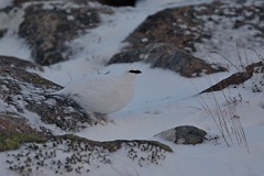 David Plant Photography - Wildlife Photography - Ptarmigan - K