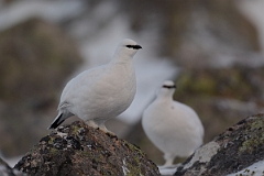David Plant Photography - Wildlife Photography - Ptarmigan - L