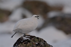David Plant Photography - Wildlife Photography - Ptarmigan - M