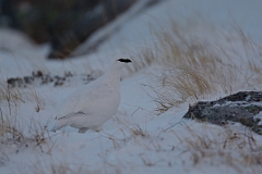 David Plant Photography - Wildlife Photography - Ptarmigan - N
