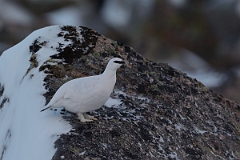 David Plant Photography - Wildlife Photography - Ptarmigan - O