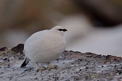 David Plant Photography - Wildlife Photography - Ptarmigan - P